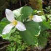 Trillium ovatum 3.thumb